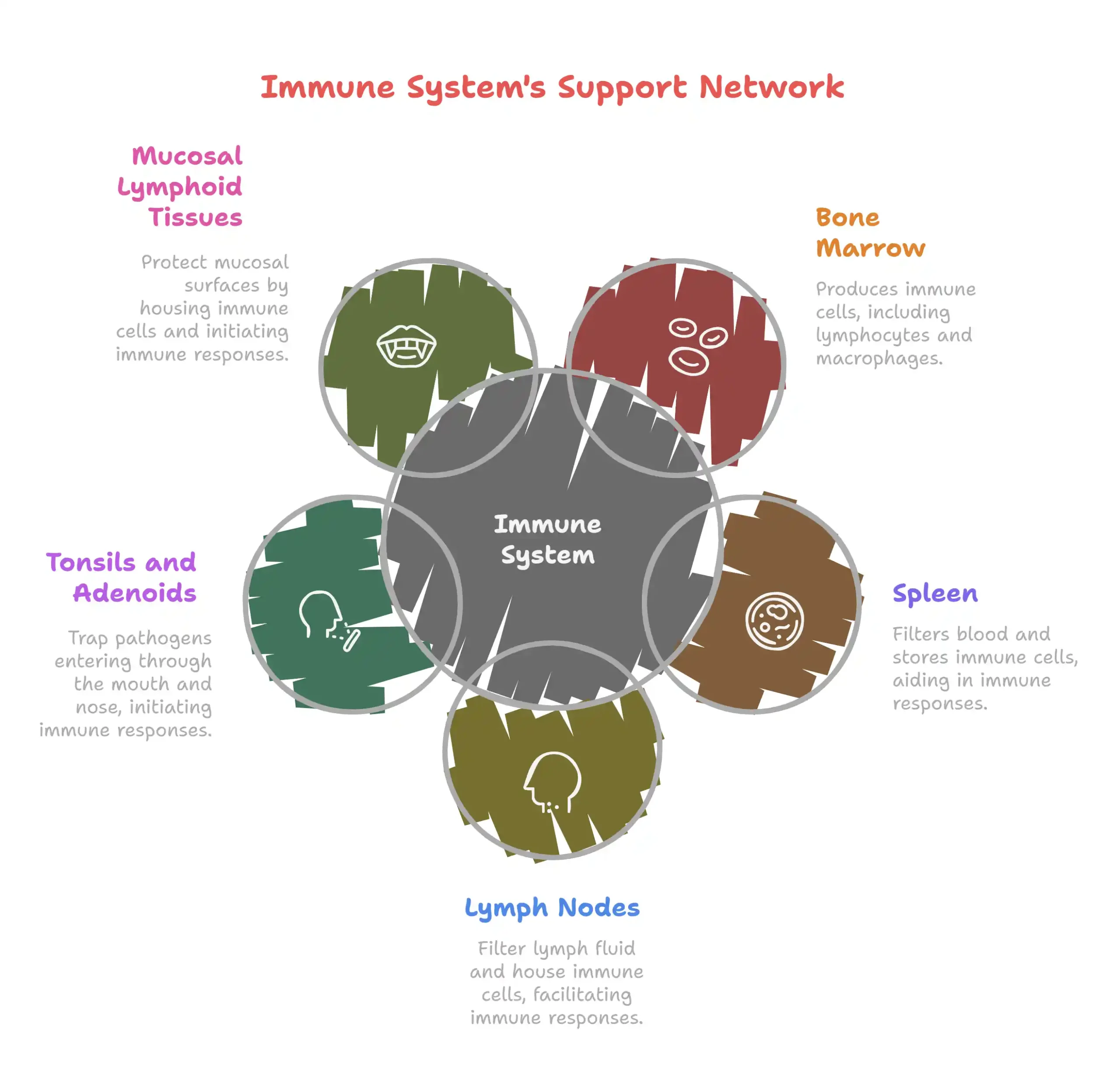 Other Key Organs of the Immune System
