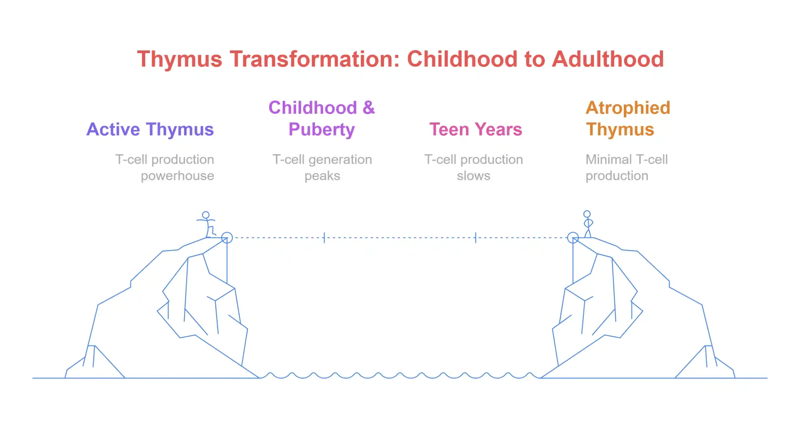 Thymus in Childhood vs. Adulthood